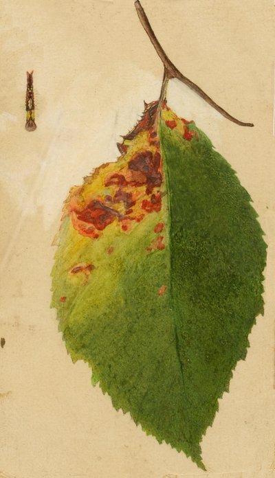 Oruga imitando el borde de una hoja arrugada y marchita de Emma Beach Thayer