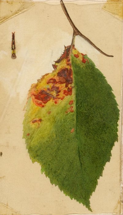 Borde de la hoja arrugado y marchito imitando a una oruga, estudio para el libro Ocultación de la coloración en el reino animal de Emma Beach Thayer