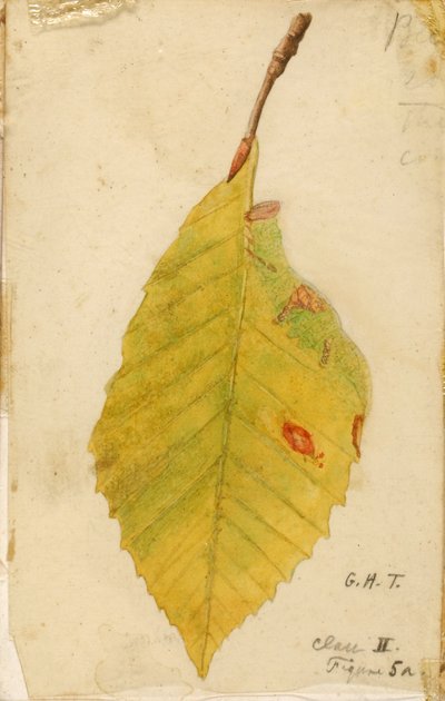 Borde de la hoja arrugado y marchito imitando a una oruga, estudio para el libro Ocultación de la coloración en el reino animal de Emma Beach Thayer