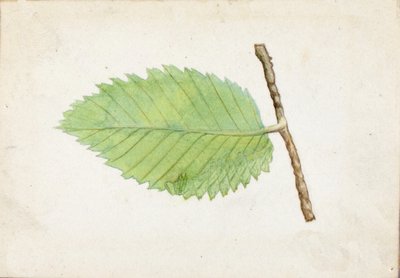 Oruga de Borde Dentado..., finales del siglo XIX-principios del siglo XX de Emma Beach Thayer