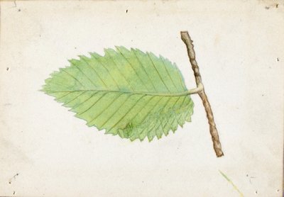 Oruga de borde dentado, estudio para el libro Ocultación de la coloración en el reino animal de Emma Beach Thayer
