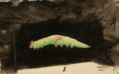 Oruga de hoja de playa manchada más grande de Emma Beach Thayer
