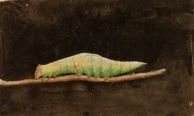 Oruga más grande del borde de la hoja de la playa manchada, estudio para el libro Ocultación de la coloración en el reino animal de Emma Beach Thayer