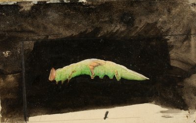 Oruga más grande del borde de la hoja de la playa manchada, estudio para el libro Ocultación de la coloración en el reino animal de Emma Beach Thayer