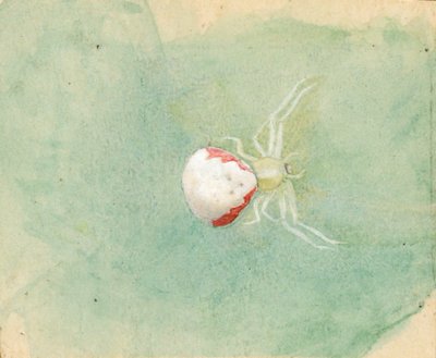 Araña blanca de porcelana de Emma Beach Thayer