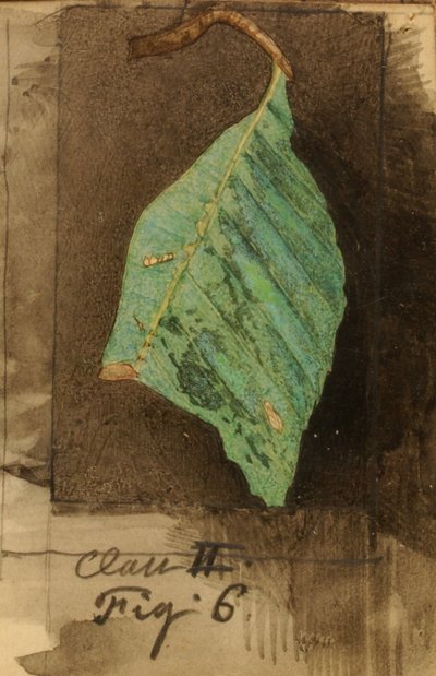 Oruga de hoja de playa manchada más pequeña de Emma Beach Thayer