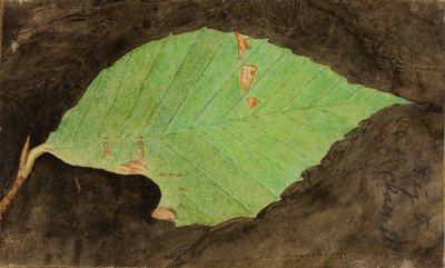 Pequeña oruga del borde de la hoja de playa manchada, estudio para el libro La coloración oculta en el reino animal de Emma Beach Thayer