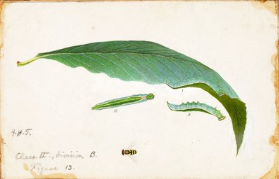 Oruga de hoja de playa sin manchas de Emma Beach Thayer