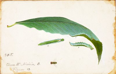 Oruga del borde de la hoja de playa, estudio para el libro La coloración oculta en el reino animal de Emma Beach Thayer
