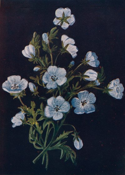Ojos de bebé azul, c1915, 1915 de Emma Graham Clock