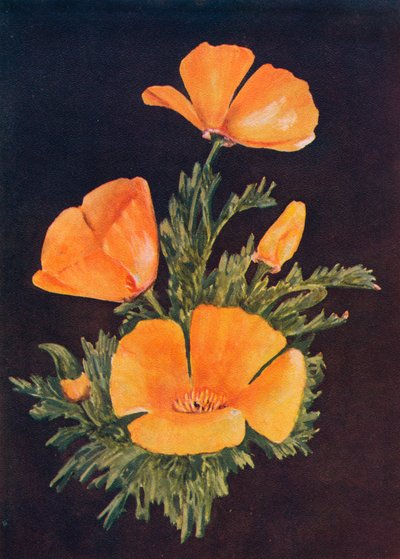 Amapola de California, c. 1915 de Emma Graham Clock