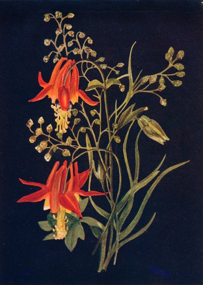 Columbina, c. 1915 de Emma Graham Clock