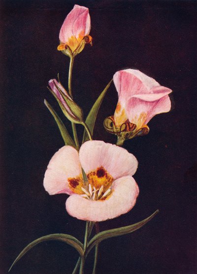 Tulipán Mariposa, c1915, 1915 de Emma Graham Clock