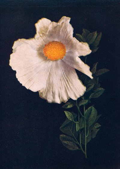 Amapola de Matilija de Emma Graham Clock