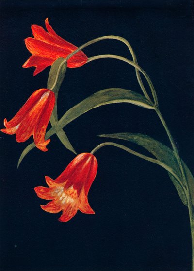 Fritillaria escarlata, c1915, 1915 de Emma Graham Clock