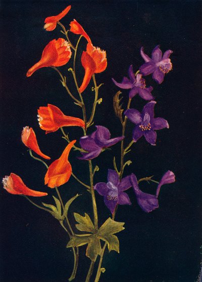 Espuela de caballero escarlata y azul, c. 1915 de Emma Graham Clock