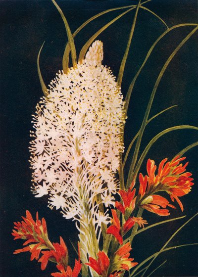 Hierba Squaw y Pincel Escarlata, c1915 de Emma Graham Clock