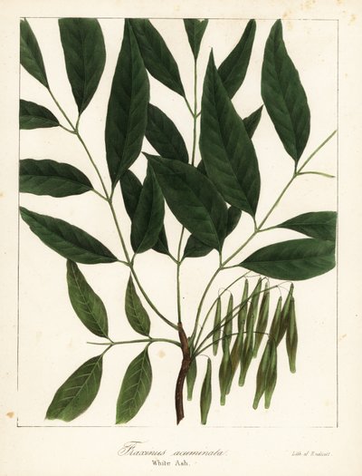Fresno americano, Fraxinus americana (Fresno blanco, Fraxinus acuminata) de Endicott Endicott