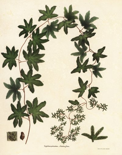 Helecho trepador americano o helecho de Hartford, Lygodium palmatum de Endicott Endicott