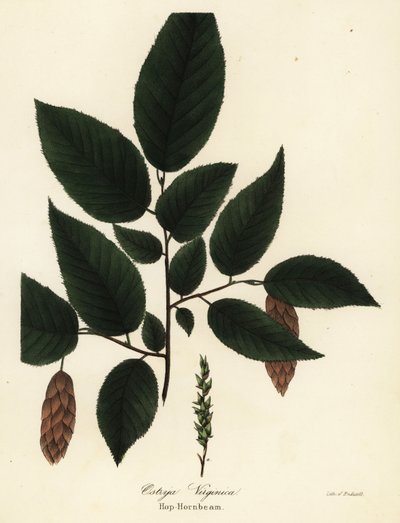 Vara de lúpulo americana, Ostrya virginiana (Hop-hornbeam, Ostrya virginica) de Endicott Endicott