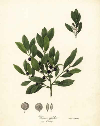 Té de los Apalaches, hojas de tinte, baya de invierno, baya de gallo y baya de tinta, Ilex glabra de Endicott Endicott