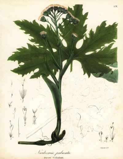 Dáctilo ártico o petasita ártica, Petasites frigidus var de Endicott Endicott