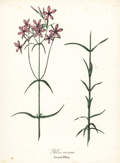 Phlox aristata, Phlox aristata de Endicott Endicott