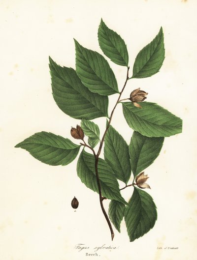 Haya, Fagus sylvatica de Endicott Endicott