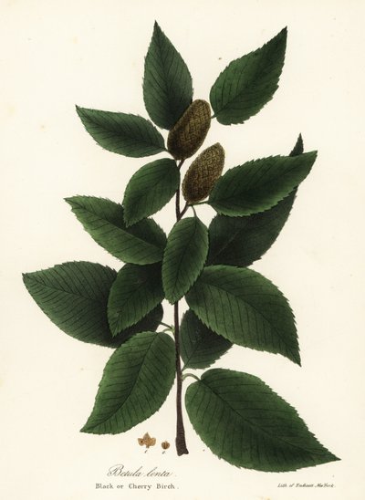 Abedul negro o abedul cerezo, Betula lenta de Endicott Endicott