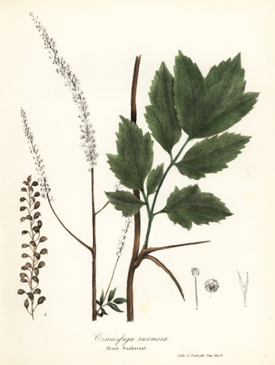 Cimicifuga racemosa (Cimicifuga racemosa) de Endicott Endicott