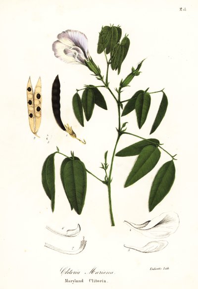 Guisante de mariposa, alas de paloma del Atlántico o clitoria de Maryland, Clitoria mariana de Endicott Endicott