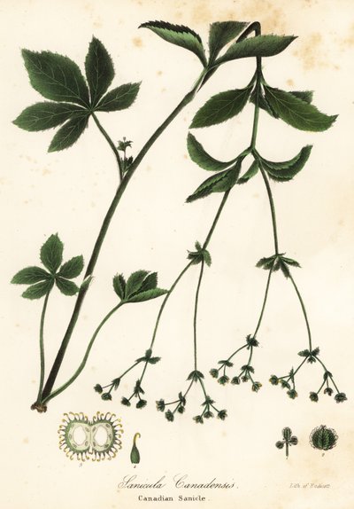 Sanícula canadiense, Sanicula canadensis de Endicott Endicott