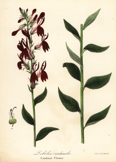 Flor del cardenal, Lobelia cardinalis de Endicott Endicott