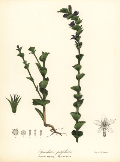 Mirlo de Venus, Triodanis perfoliata (Specularia perfoliata) de Endicott Endicott