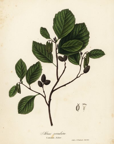 Aliso común, aliso avellano o aliso liso, Alnus serrulata de Endicott Endicott