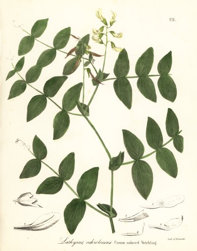 Guisante crema o veza de color crema, Lathyrus ochroleucus de Endicott Endicott