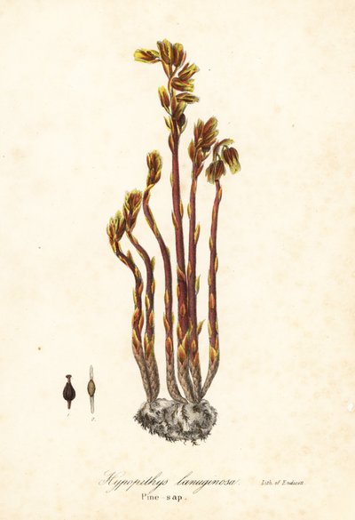 Pipa del holandés, falsa gota de haya, pinesap o nido de pájaro amarillo, Monotropa hypopitys (Pine-sap, Hypopithys lanuginosa) de Endicott Endicott