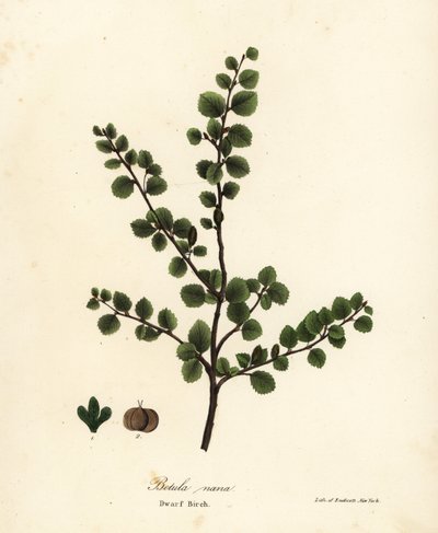 Abedul enano, Betula nana de Endicott Endicott