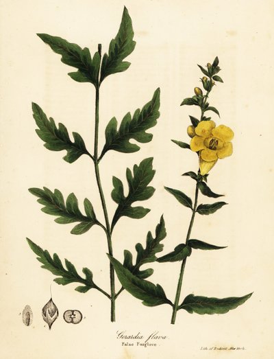 Falsa dedalera, Aureolaria flava (Gerardia flava) de Endicott Endicott