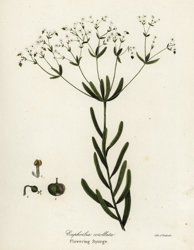 Tártago en flor, Euphorbia corollata de Endicott Endicott