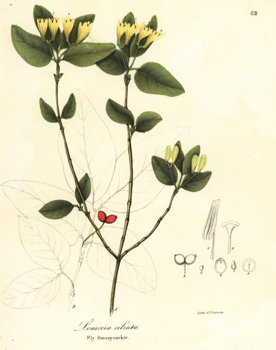 Madreselva, Lonicera ciliata de Endicott Endicott