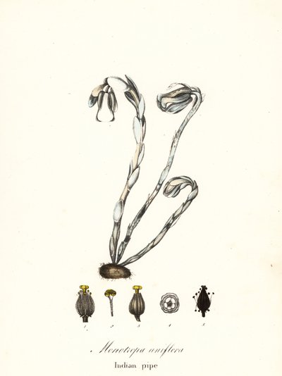 Planta fantasma, pipa fantasma, pipa india o planta cadáver, Monotiopa uniflora de Endicott Endicott