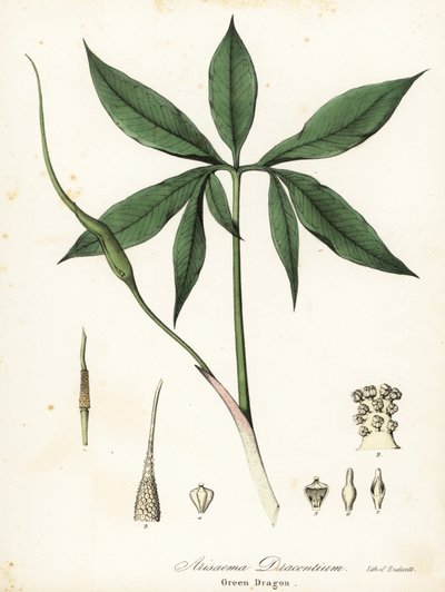 Dragón verde o raíz de dragón, Arisaema dracontium de Endicott Endicott