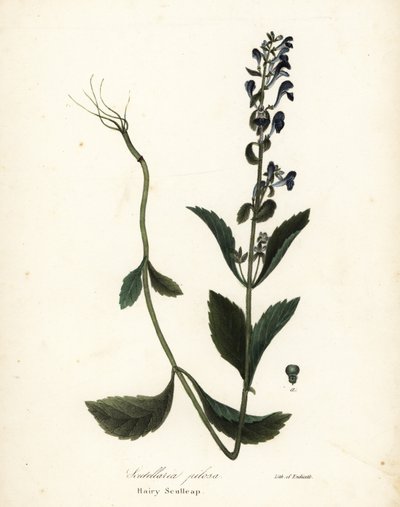 Escutelaria peluda, Scutellaria elliptica (Scutellaria pilosa) de Endicott Endicott