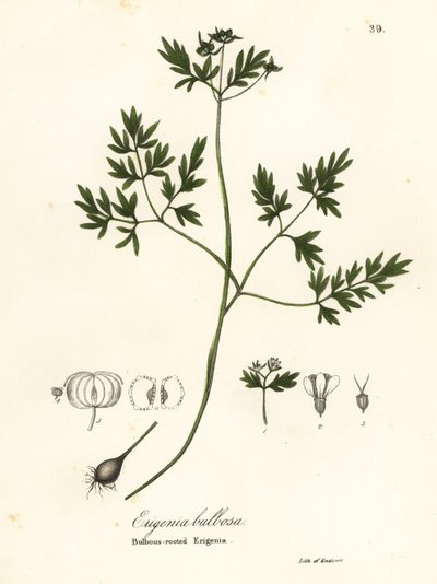 Presagio de la primavera, pimienta y sal o erigenia de raíz bulbosa, Erigenia bulbosa de Endicott Endicott