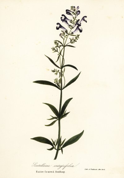 Flor de casco, escutelaria de casco o escutelaria de hoja entera, Scutellaria integrifolia de Endicott Endicott