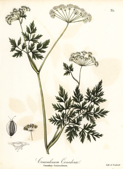 Perejil Hemlock de Endicott Endicott