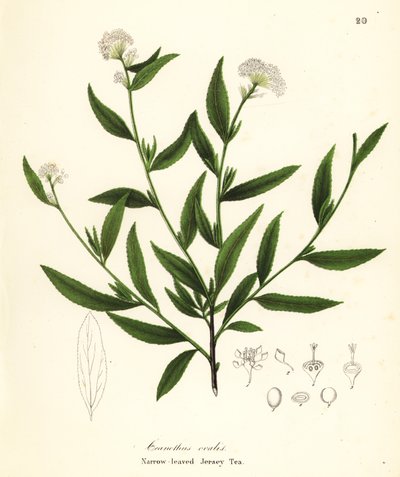 Té de Jersey, Ceanothus herbaceus (Té de Jersey de hoja estrecha, Ceanothus ovalis) de Endicott Endicott