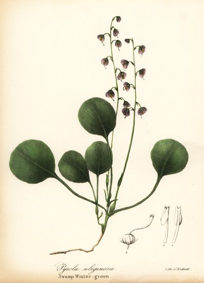 Gaulteria de hoja de hígado, gaulteria de pantano o gaulteria rosa, Pyrola asarifolia (gaulteria de pantano, Pyrola uliginosa) de Endicott Endicott