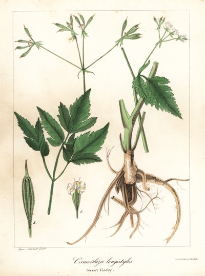 Cicely dulce de estilo largo, sweetroot de estilo largo o sweet cicely, Osmorhiza longistylis de Endicott Endicott